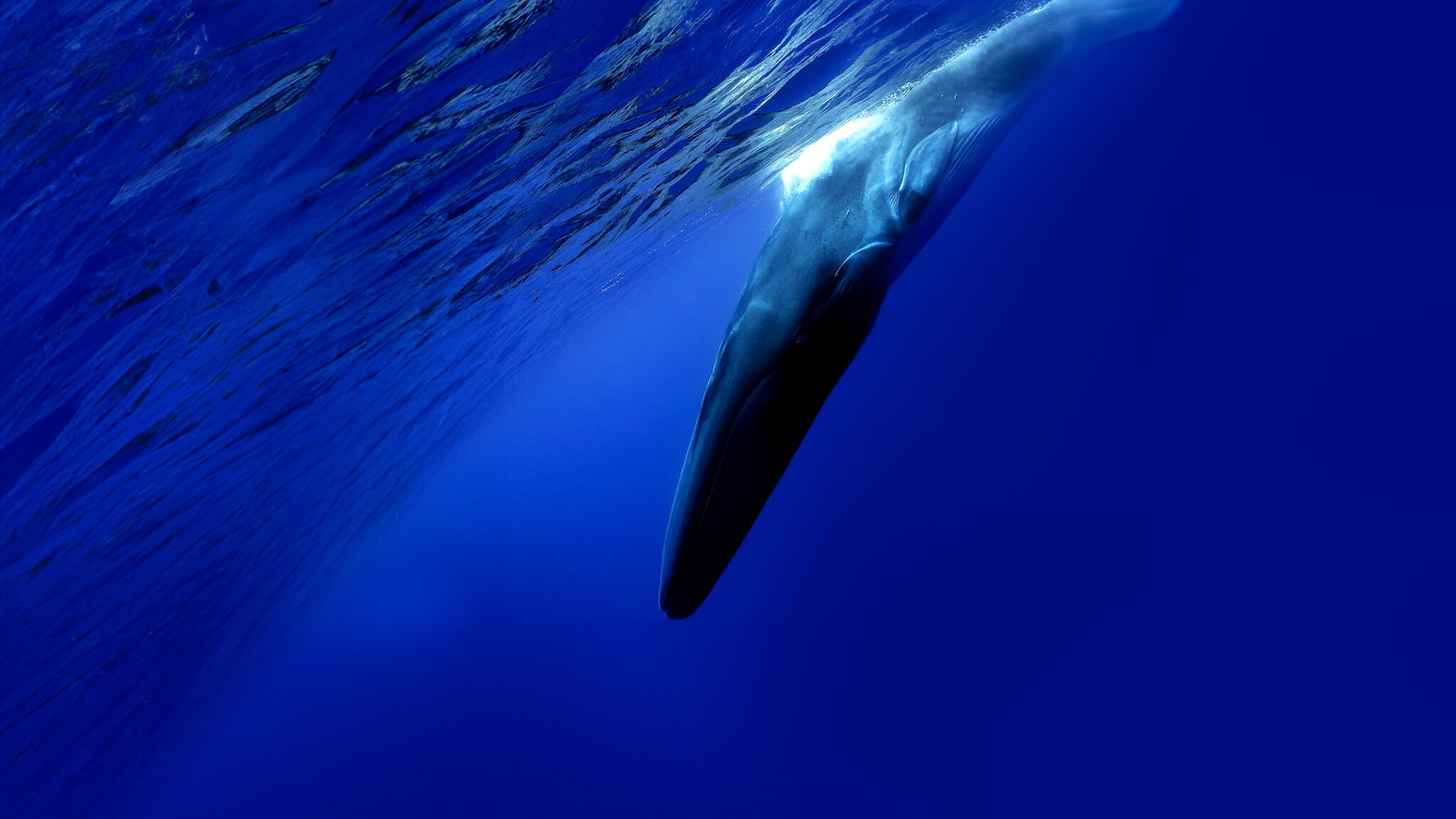 The Loneliest Whale: The Search for 52_hook_primary