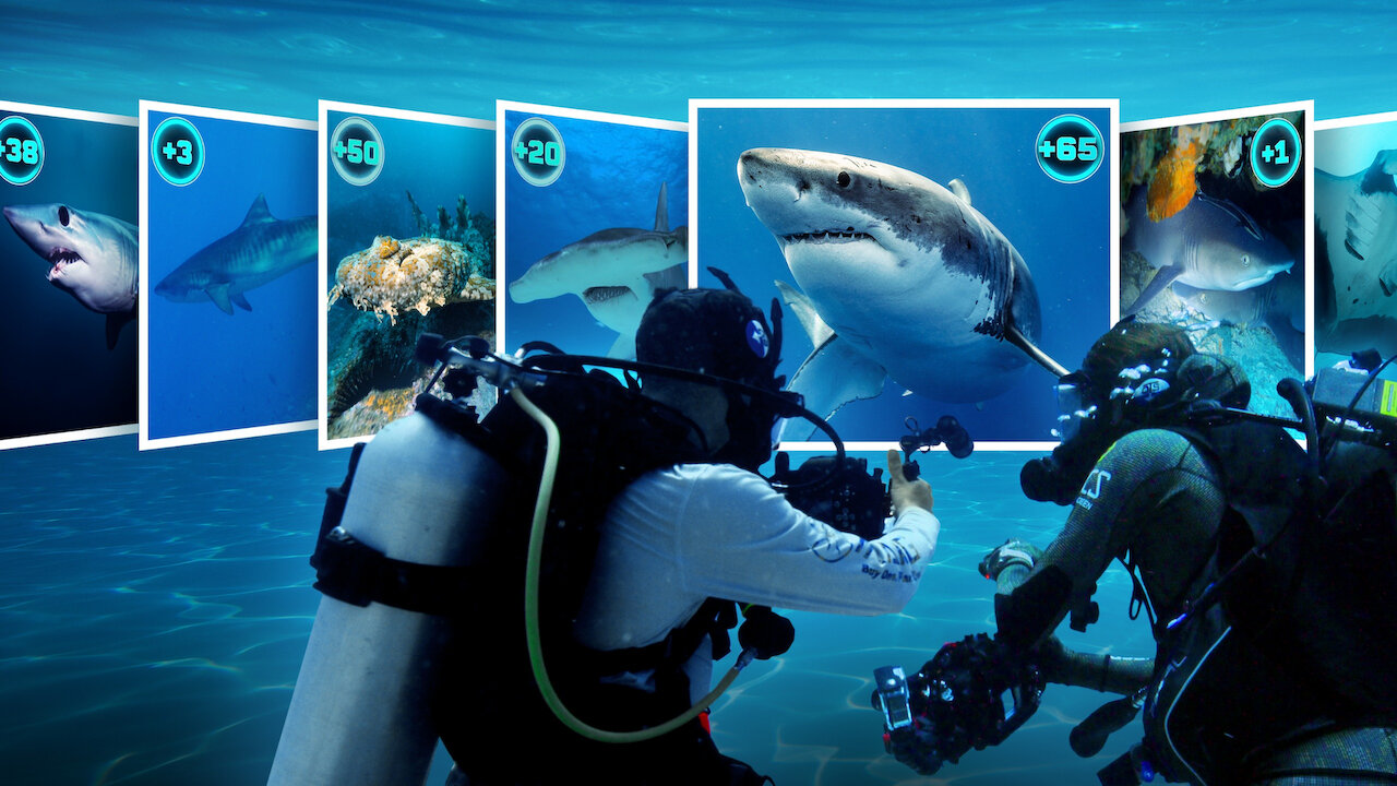 シャーク・クエスト: 世界のサメを激写せよ!﻿を観﻿る | Netflix (﻿ネ