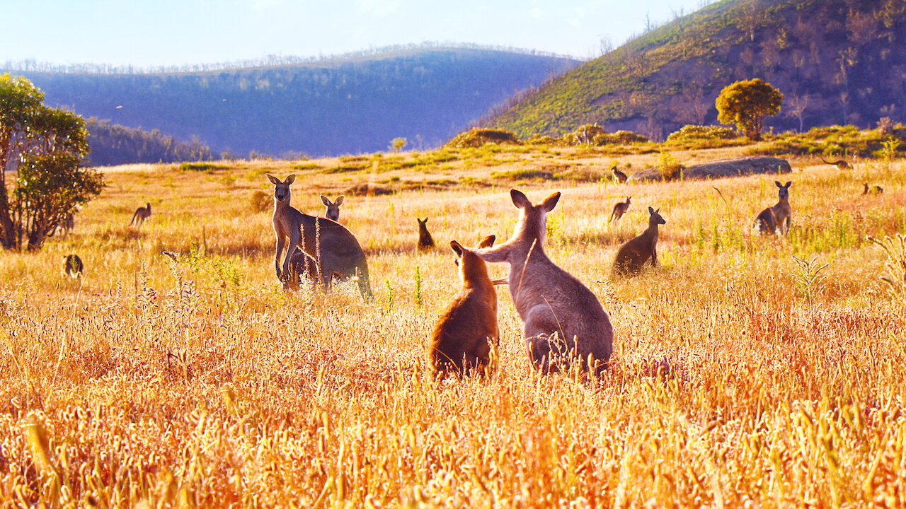 Watch Kangaroo Valley | Netflix Official Site