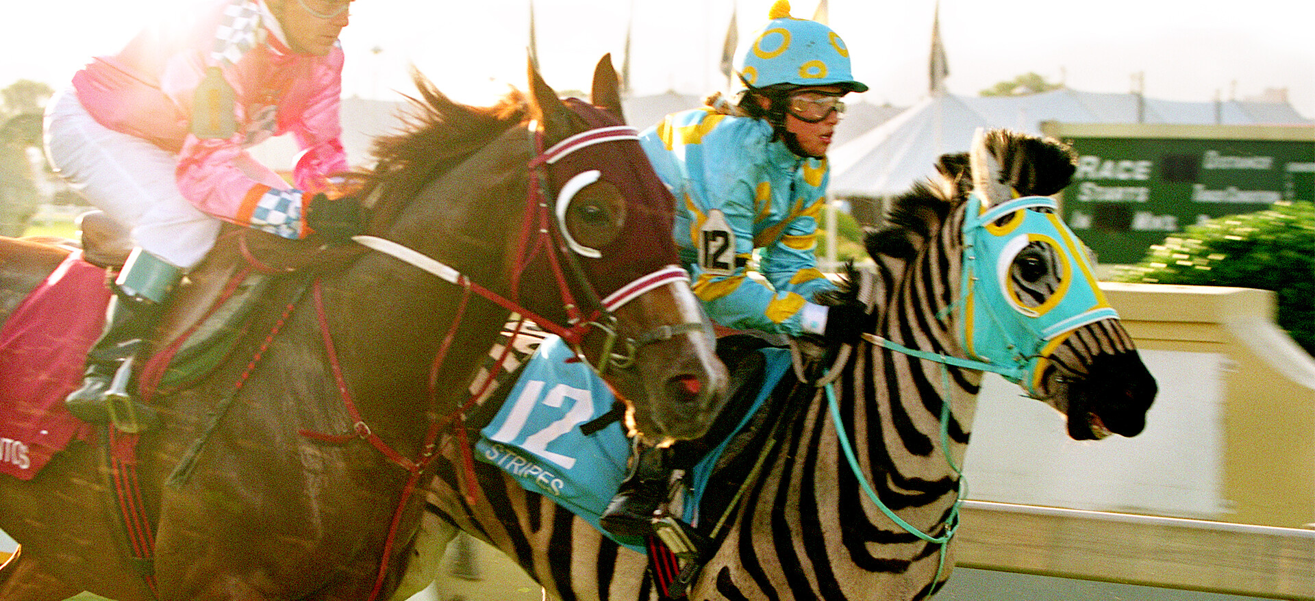 Zebra Racer Zebra Racing Horse