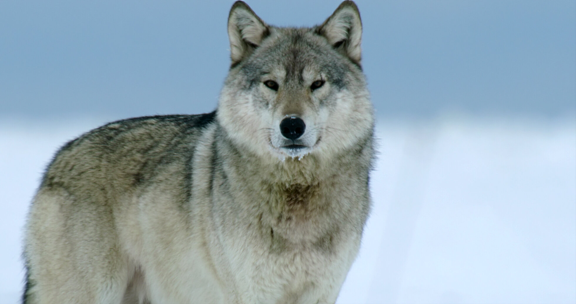 ディスティネーション KAWASAKI NINJA ZX-10R 2023 COVER-SIDE,LH,M.M.G.GRAY 36001